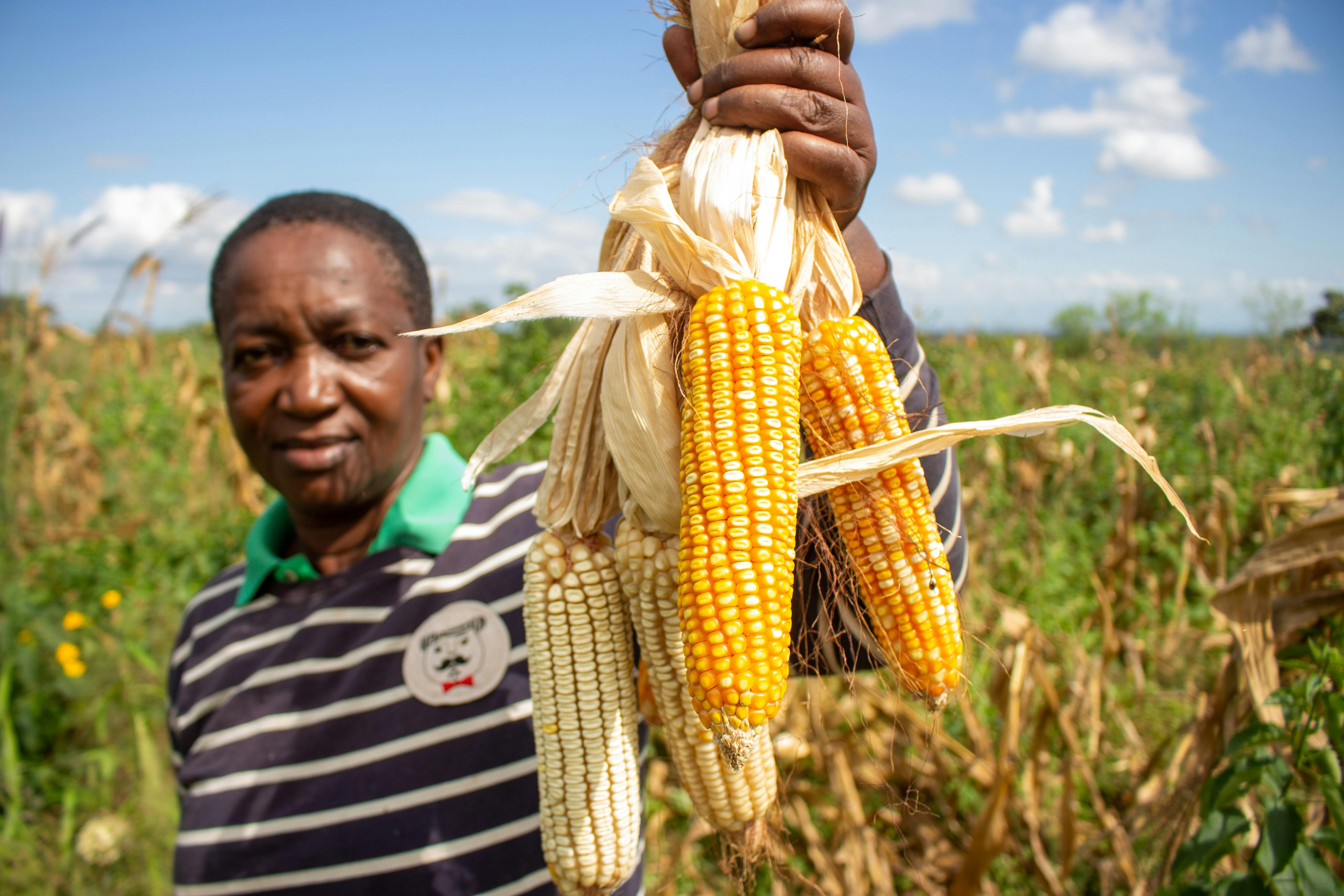 Agricultural consulting services