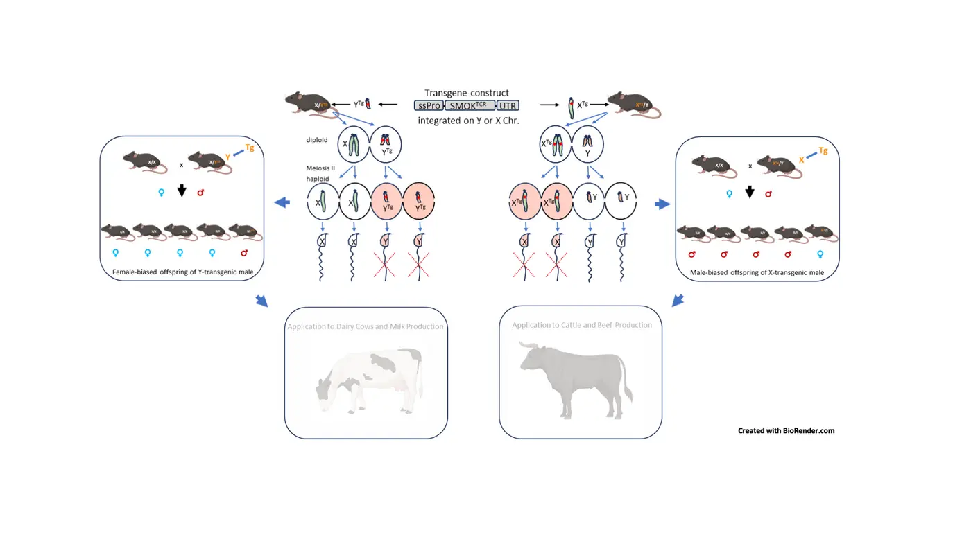 Targeted inheritance of sex improves animal breeding
